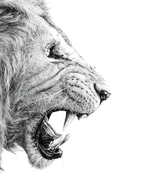 Join the LionzDen Movement